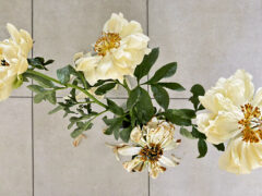 001 - Pfingstrose Tag 7